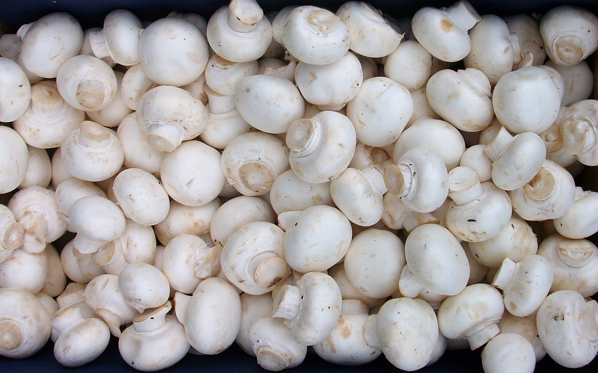 قارچ خوراکی تکمه ای
